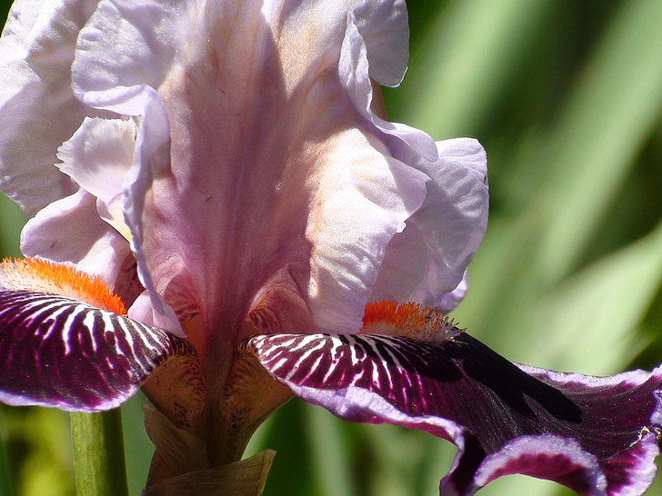 iris, macro, close-up, stamen, petal, stem, blossom