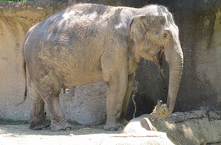 elephant, zoo, standing, big, trunk, hay, eating