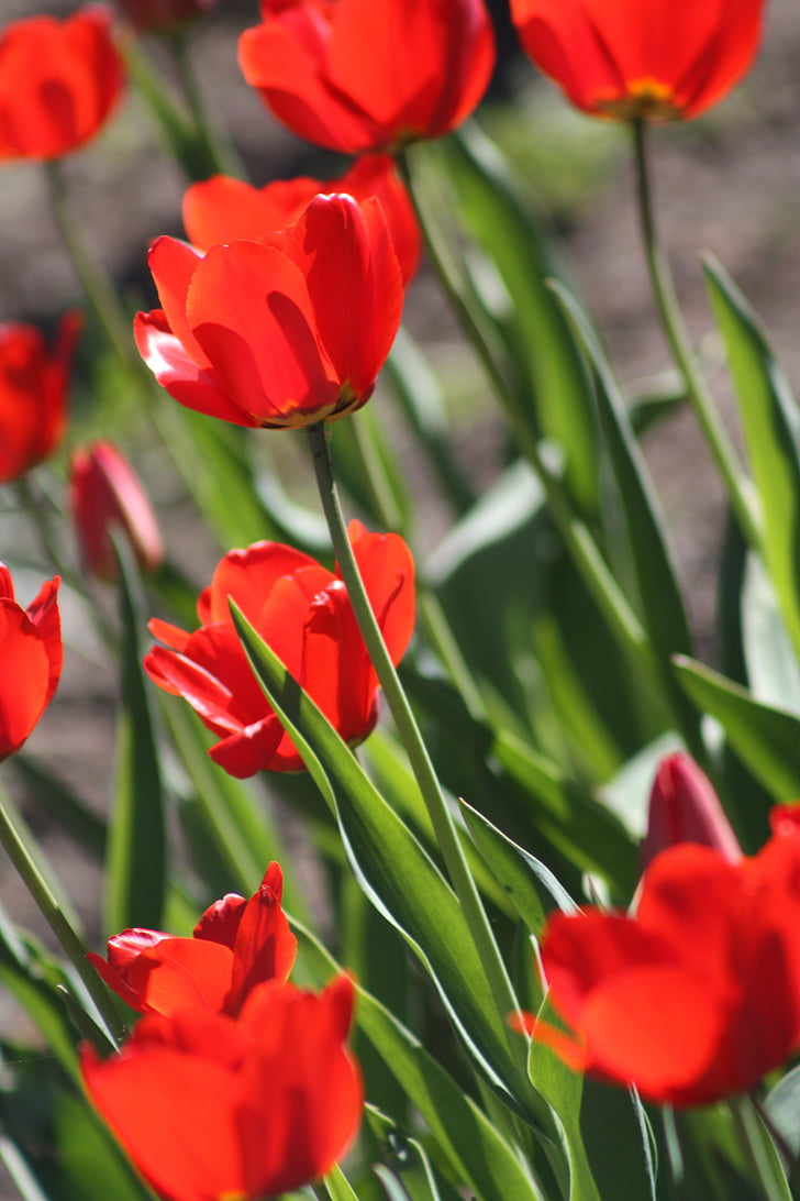 tulipes, Tulip, fleur, printemps, nature, rouge, fleur de jardin
