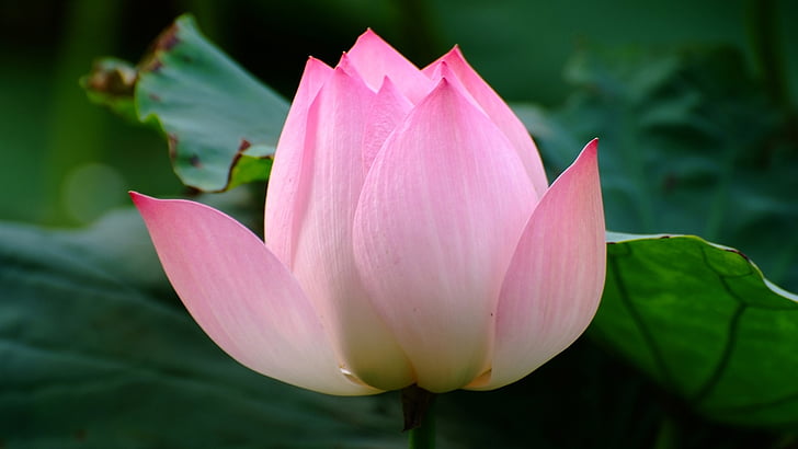 Lotus, kukka, vaaleanpunainen