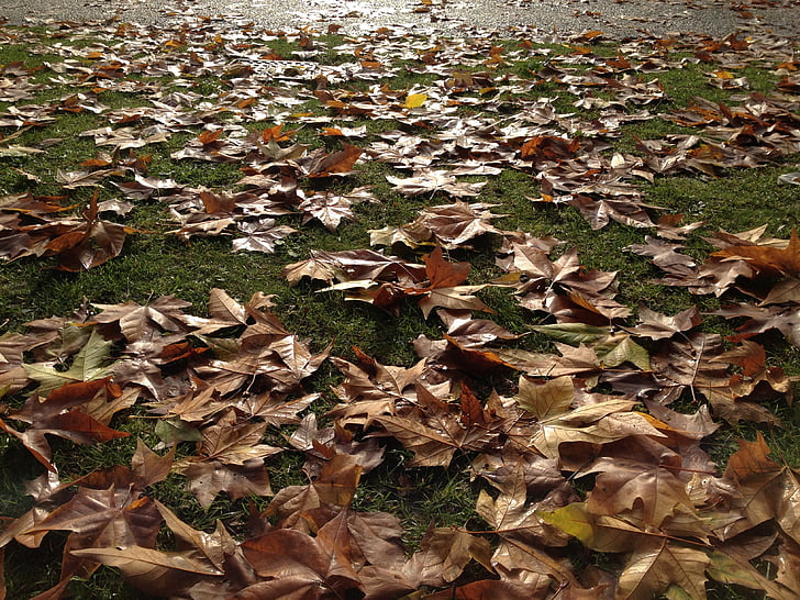 blade, efterår, Park, græs, efterårsblade, falder, blad