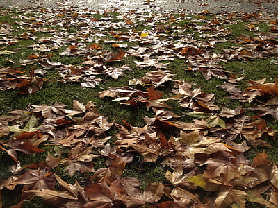 listy, podzim, parku, tráva, podzimní listí, na podzim, list