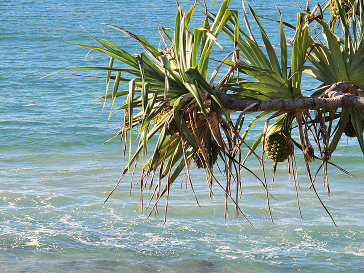 plaža, pandanas drvo, pandanas, Australija, zlato-obala, Queensland, oceana