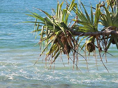 beach, pandanas tree, pandanas, australia, gold-coast, queensland, ocean