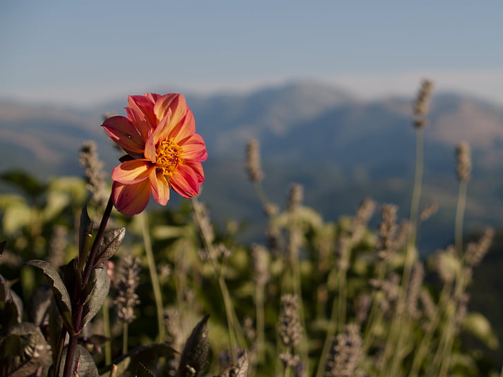 flower, mountain, flowers, summer, nature, italy, mountains