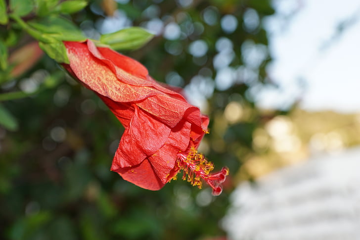 Hibiscus, kvet, červená