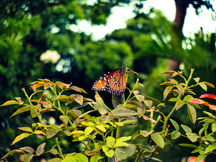 papallona, flors, enfocament, animal, insecte, Papallona monarca, ales
