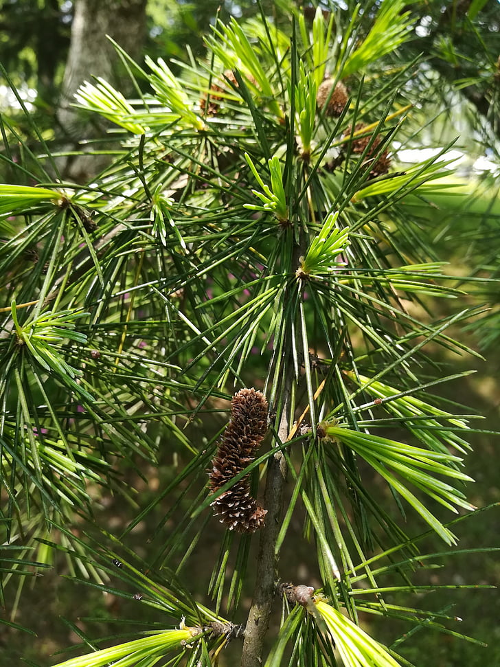 cedar, material, plant, green leaf, pine needles, natural