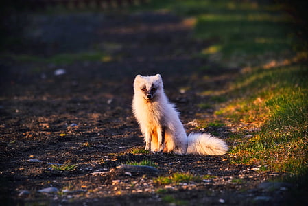 arctic fox, animal, wildlife, norway, cute, landscape, nature