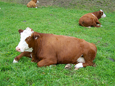 braune und weiße Kuh, Erbrechen, Entspannen Sie sich, Rinder, Wiese, Bauernhof, Landschaft im ländlichen Raum