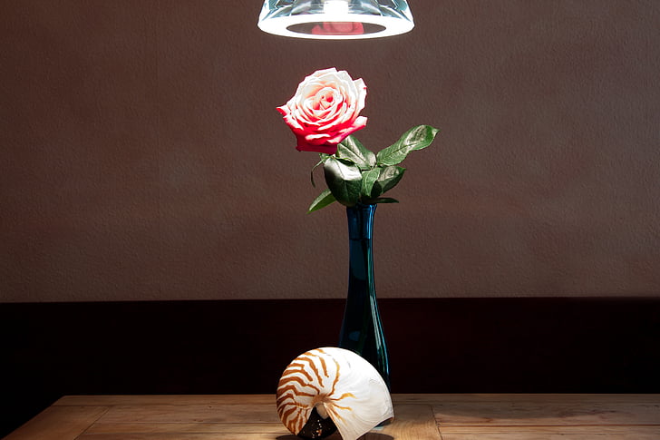 still life, vase, nautilus, table, rose, pendant lamp, thickness