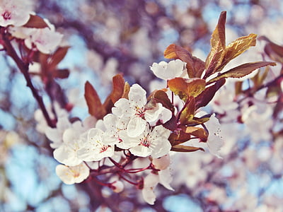 kirsikankukkia, kukat, puu, valkoinen, kevään, vaaleanpunainen, kirsikka