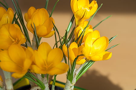 bloemen, krokus, geel, gele voorjaar bloem, voorjaar bloem, vroege bloomer, plant