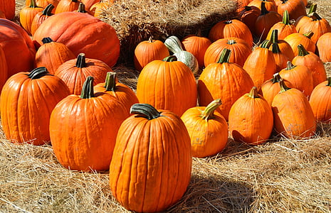 pumpkins, for sale, sell, farm, food, agriculture, sale