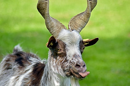 girgentana goat, livestock, licking, animal, mammal, nature, goat