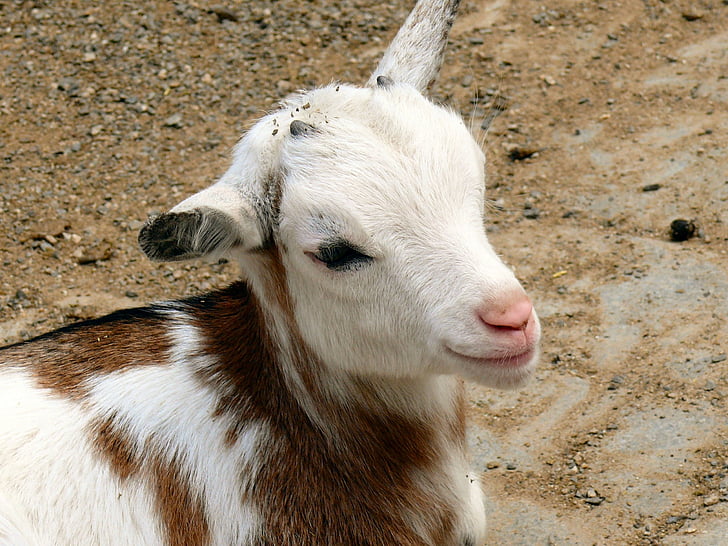 хлапе, коза, домашни кози, Животновъдство, животните, Сладък, коза бебе