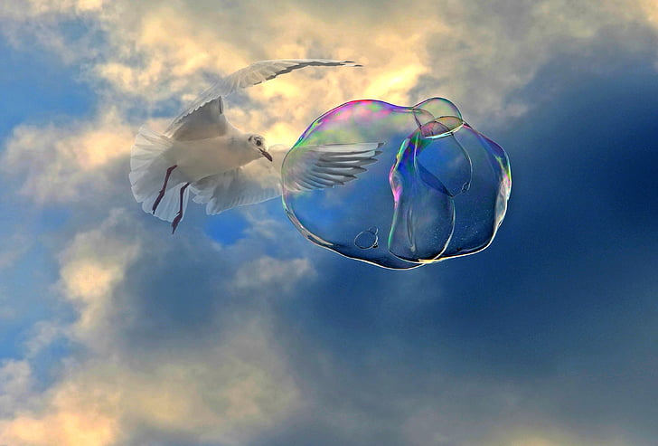 soap bubble, fly, seagull, bird, float, ease, sky