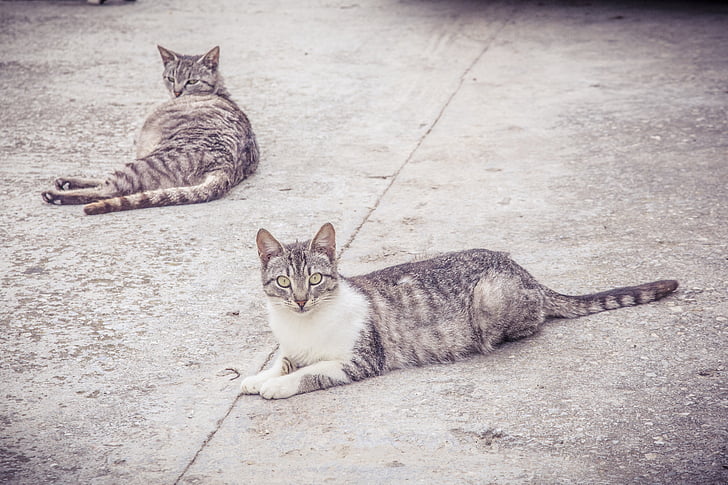 pisica, feline, ciment, restul, relaxare, privirea, pisici domestice