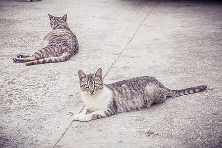 kat, Feline, cement, rest, ontspanning, blik, binnenlandse kat