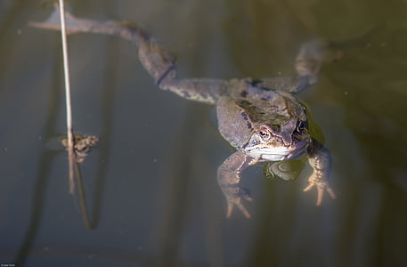 жаба, езерото, вода, амфибия, езерото с жаби, водна жаба, Градинско езеро