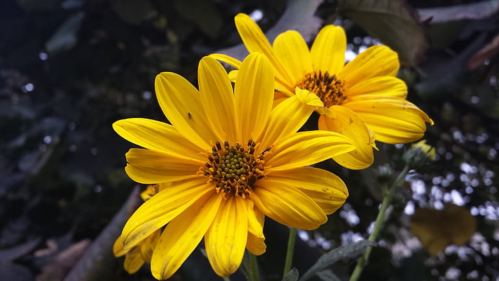 Margaret, kukka, keltainen, Luonto, kasvi, terälehti, kesällä