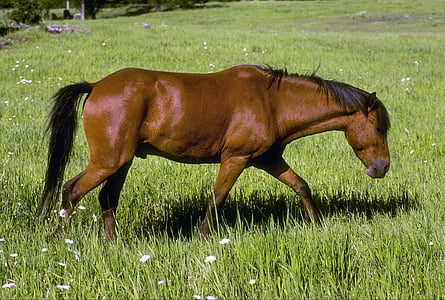 cavall, animal domèstic, granja, animal, equitació, rural, marró