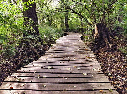 away, web, wooden track, plank road, nature reserve, autumn, landscape