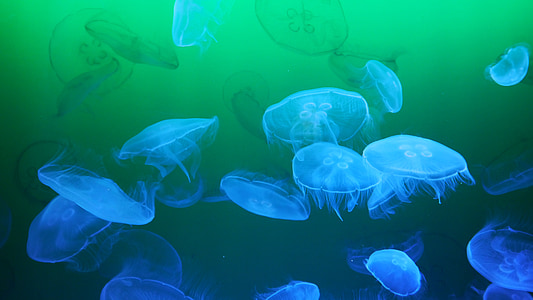jellyfish, meduse, sea animal, transparent, salt water jellyfish, gelatinous, schirmqualle