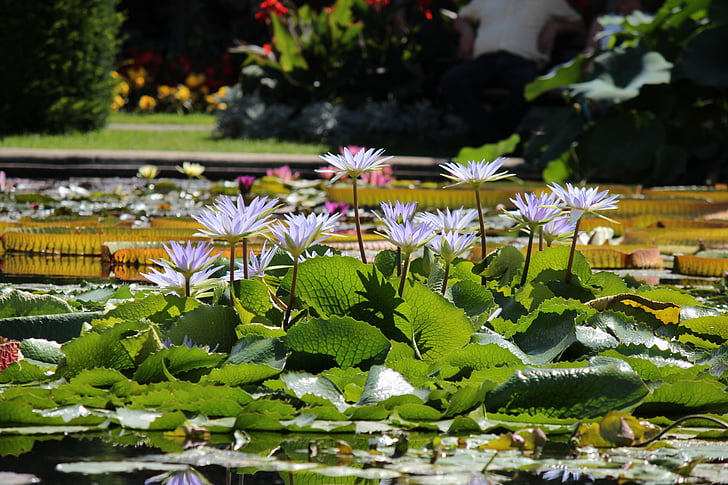 Natur, Teichrosen lutea, Seerose, Wasserpflanze, Blüte, Bloom, Teich