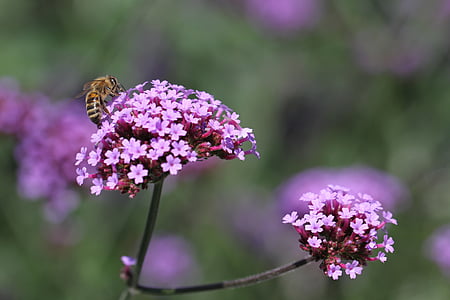 Hoa, màu tím, Blossom, nở hoa, Hoa tím, Thiên nhiên, con ong