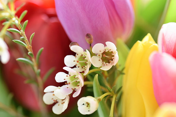 tulpės, Strauss, gėlės, puokštė, tulpių puokštė, Federalinė vyriausybė, spalvinga