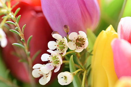 Tulipaner, Strauss, blomster, buket, tulipan buket, forbundsregeringen, farverige