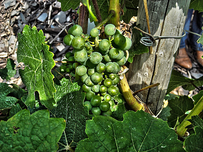 viinamari, veini, taim, rohelised viinamarjad, toidu, viinapuu, põllumajandus