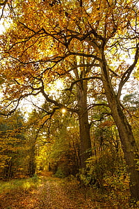 деревья, завод, Природа, Осень, лист, Осень, лес