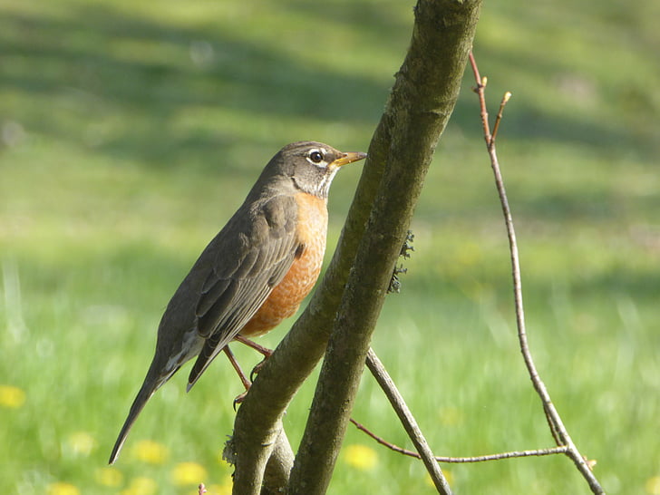 Robin, vták, jar, druh vtáka, voľne žijúcich živočíchov, Príroda, pobočka