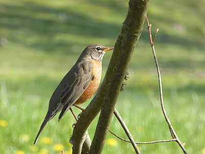 Robin, pták, jaro, druh ptáka, volně žijící zvířata, Příroda, větev