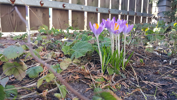 flowers, garden, spring, nature, a garden plant
