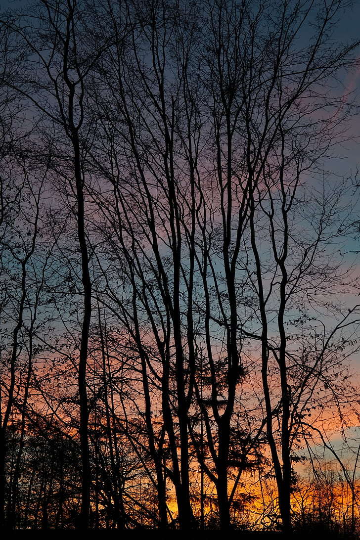 trees, tree trunks, sunset, afterglow, evening sky, clouds, sky