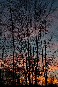 árboles, troncos de los árboles, puesta de sol, posluminiscencia, cielo de la tarde, nubes, cielo