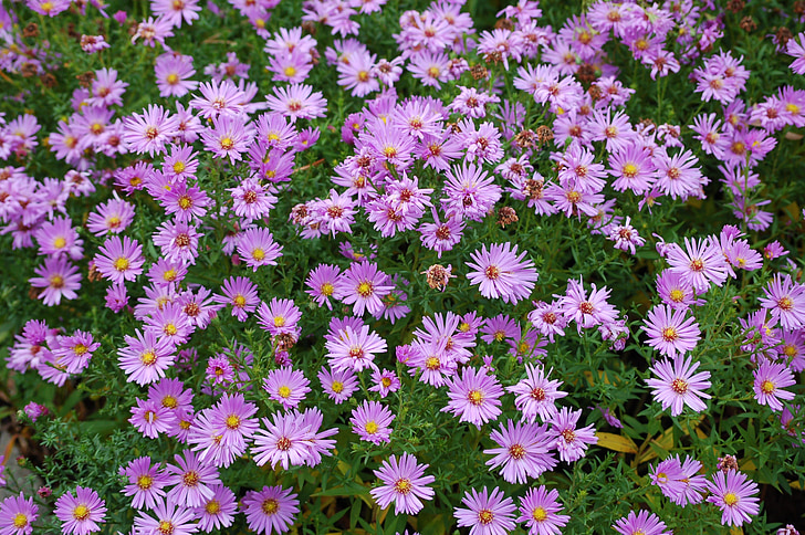 fleurs, Purple, printemps, Blossom, Bloom, fermer, plante