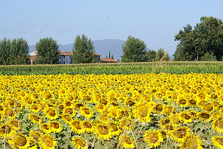 bunga matahari, bidang, langit, musim panas, pertanian, gandum, budidaya