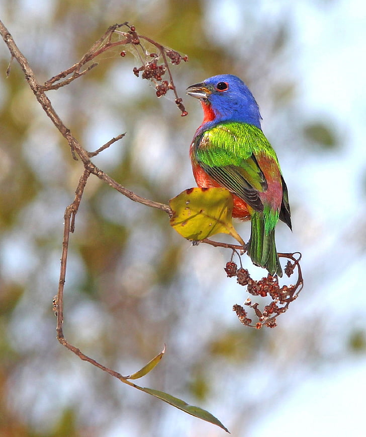 painted bunting, bird, perched, wildlife, nature, looking, colorful