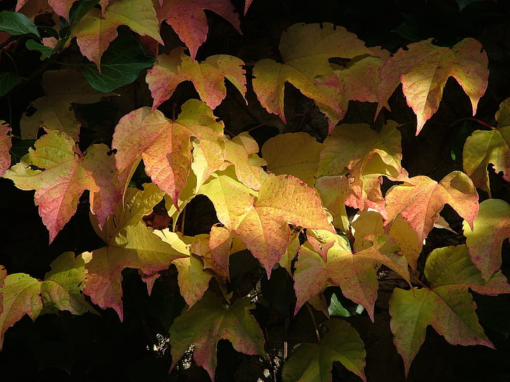 Vine, høst, høsten blader, fall farge, fargerike, fallet løvverk