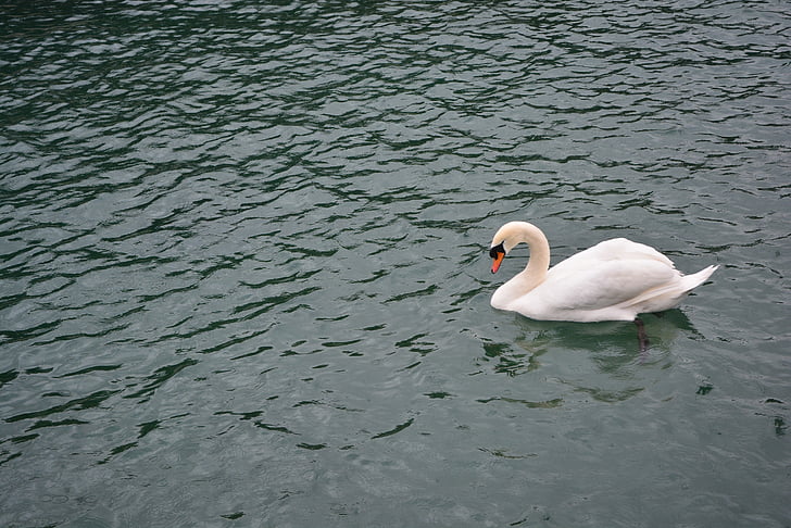 Swan, Danau, burung, alam, burung