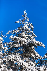 seis, árvore, Inverno, céu