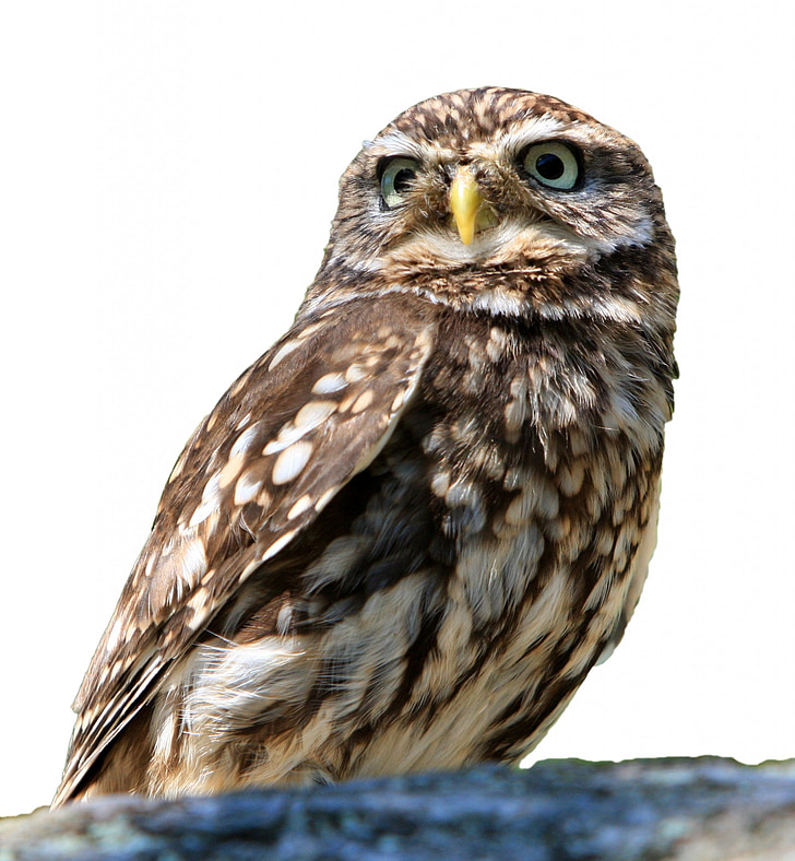 Owl, con chim, bị cô lập, trắng, nền tảng, Little owl, cận cảnh