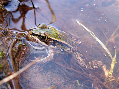 frog, water, amphibian, puddle