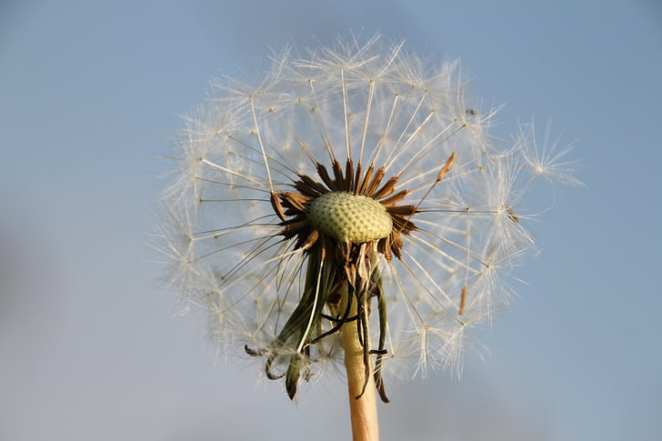 dandelion, nature, close, pointed flower, flying seeds, flowers, summer