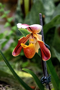 орхидея, цвете, ботаника, Ню Джърси, флорални, парникови, жълто