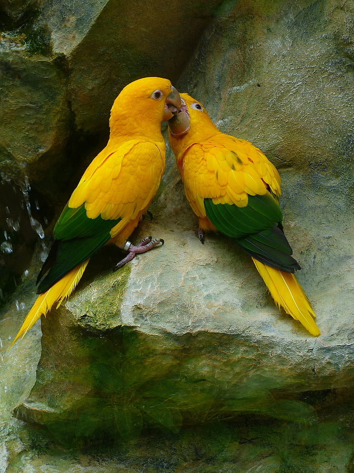 zlato parakeets, nekaj ptic, nekaj, ptice, rumena, zelena, pisane
